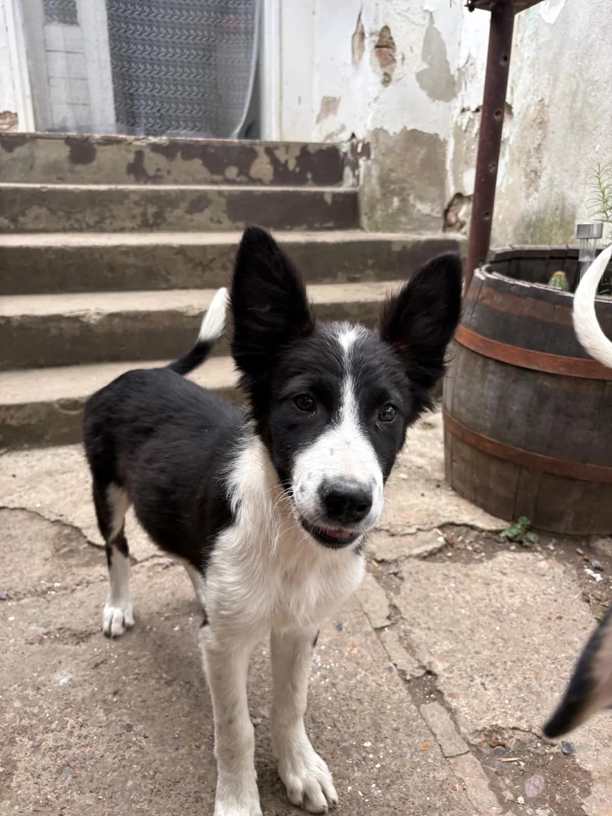 Biancha, schwarz male puppy Mixed Breed for adoption at Nordic Strays e.V.