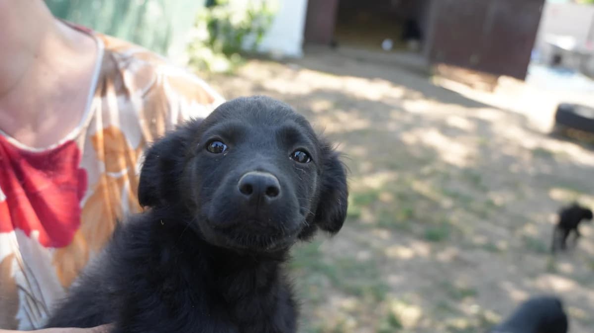 Fubi, female puppy Mixed Breed for adoption at Nordic Strays e.V.