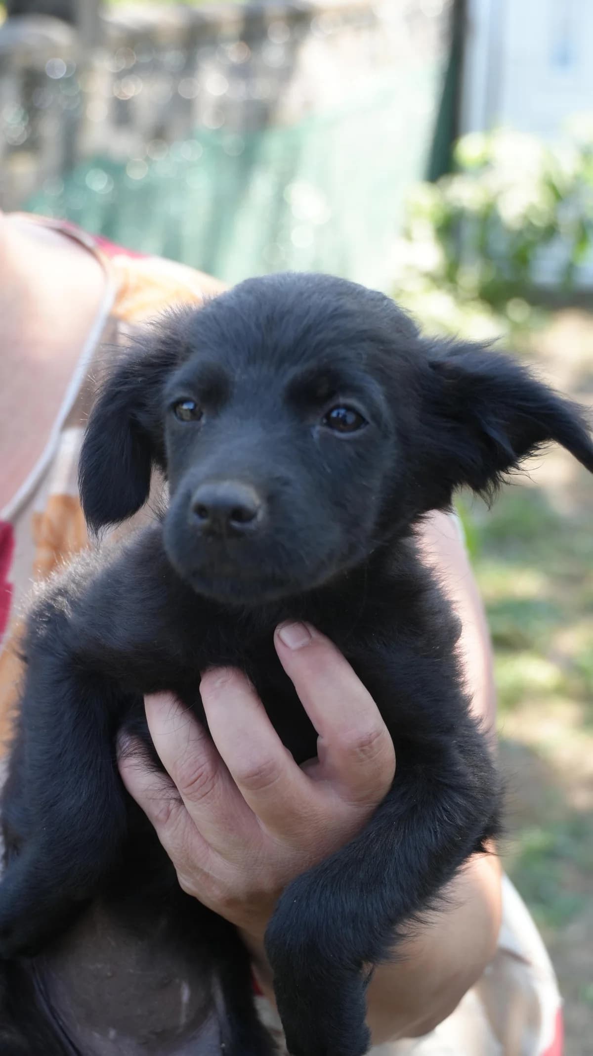 Floksi, Mixed Breed (Nordic Strays e.V.)