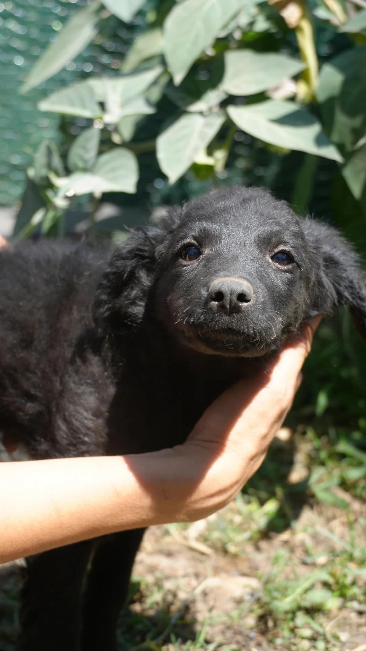 Fetek, male puppy Mixed Breed for adoption at Nordic Strays e.V.