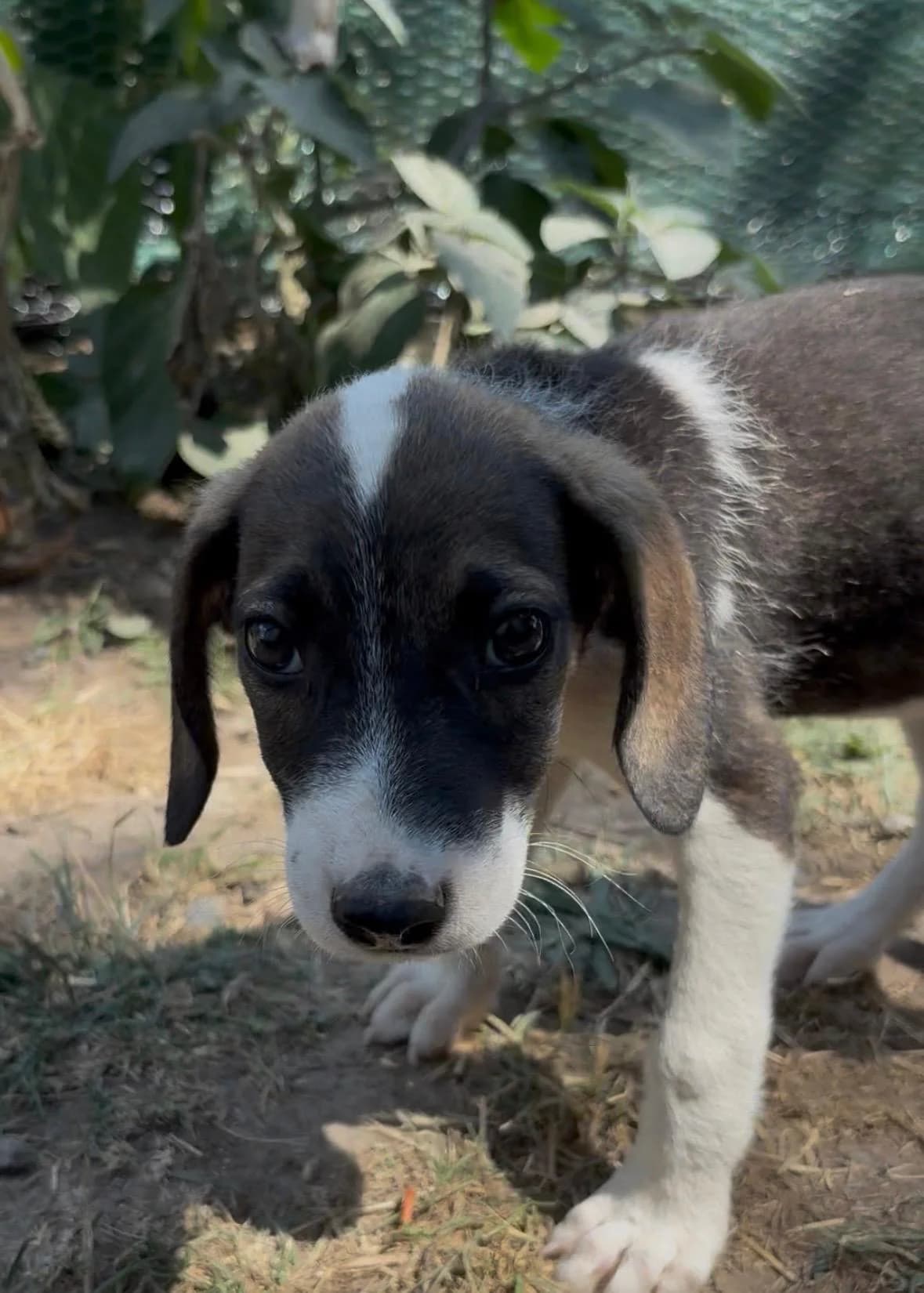 Jenny, male puppy Mixed Breed for adoption at Nordic Strays e.V.