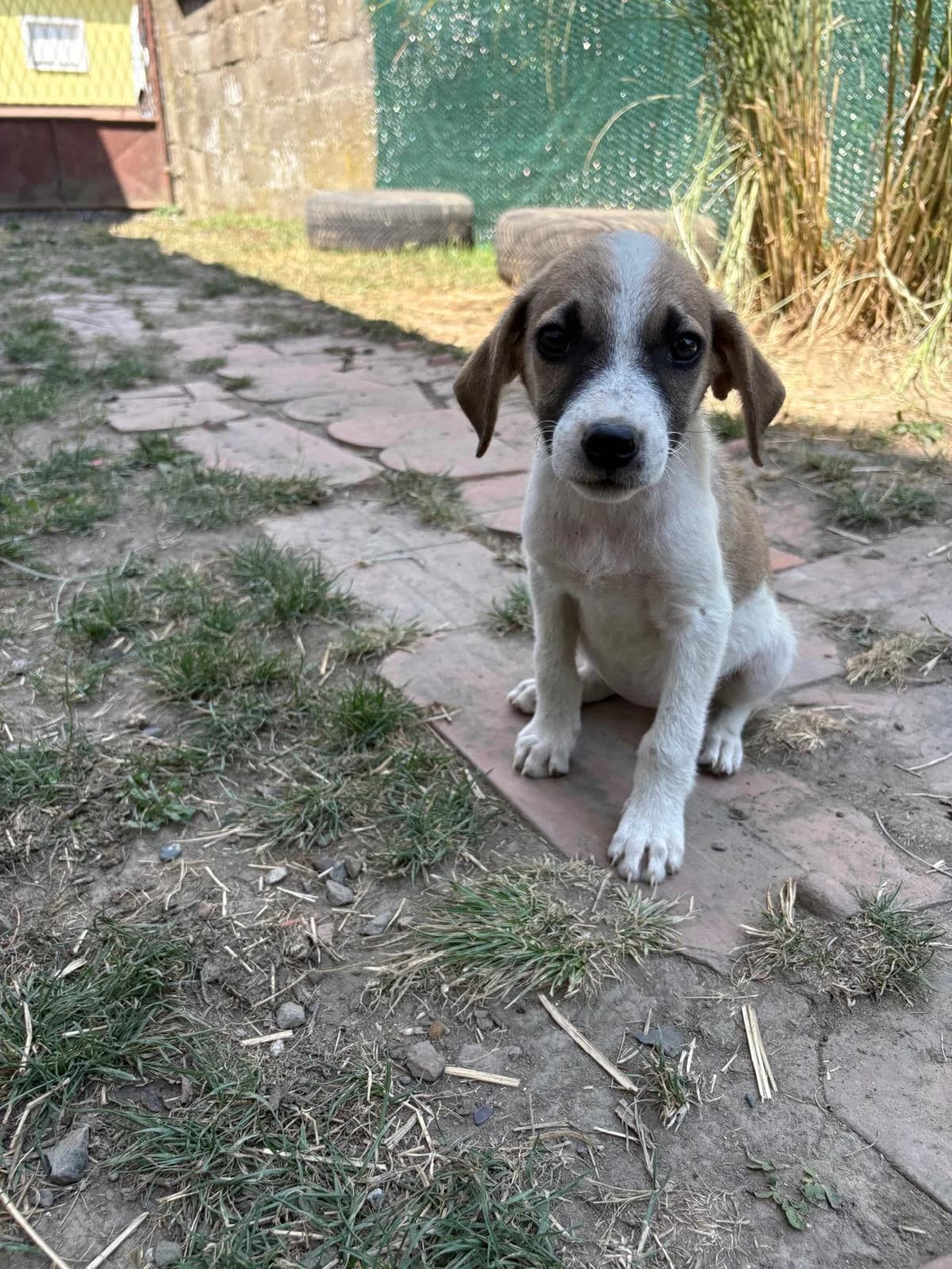 Darla, male puppy Mixed Breed for adoption at Nordic Strays e.V.