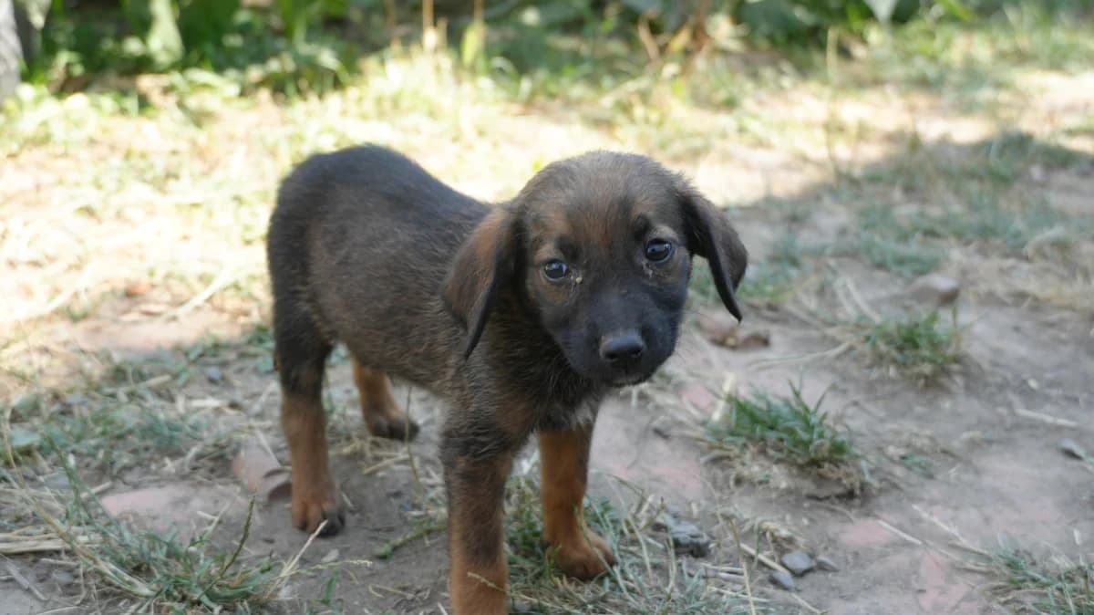 Zaria, male puppy Mixed Breed for adoption at Nordic Strays e.V.