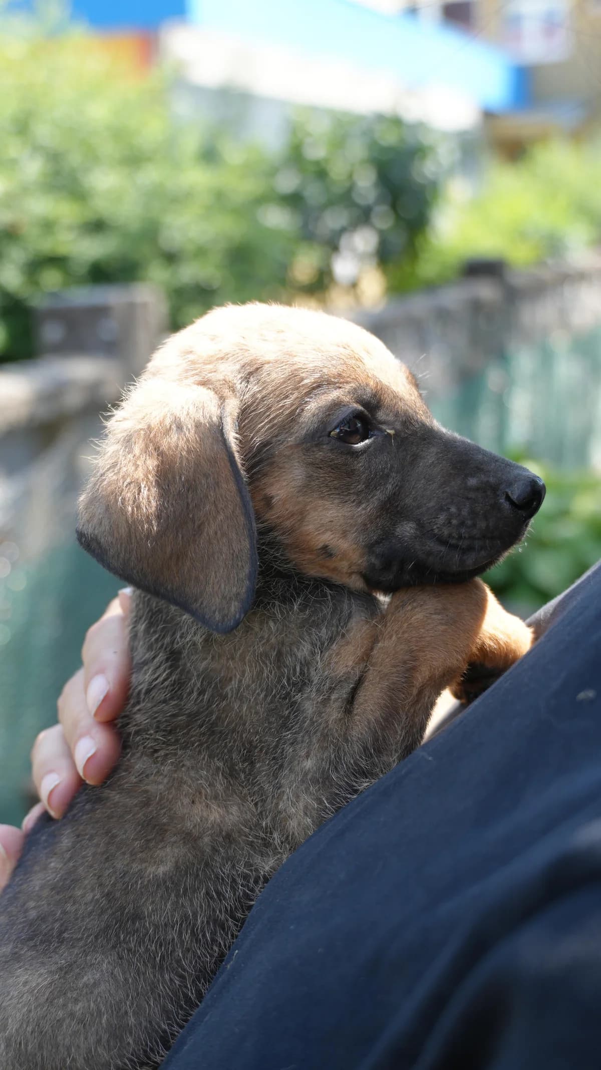 Pixie, male puppy Mixed Breed for adoption at Nordic Strays e.V.