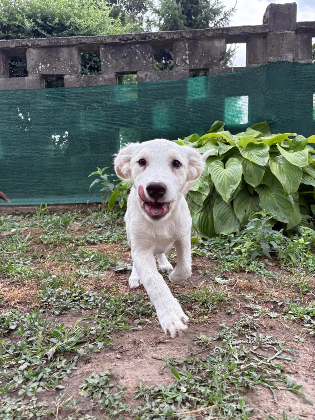 Orfea, female puppy Mixed Breed for adoption at Nordic Strays e.V.