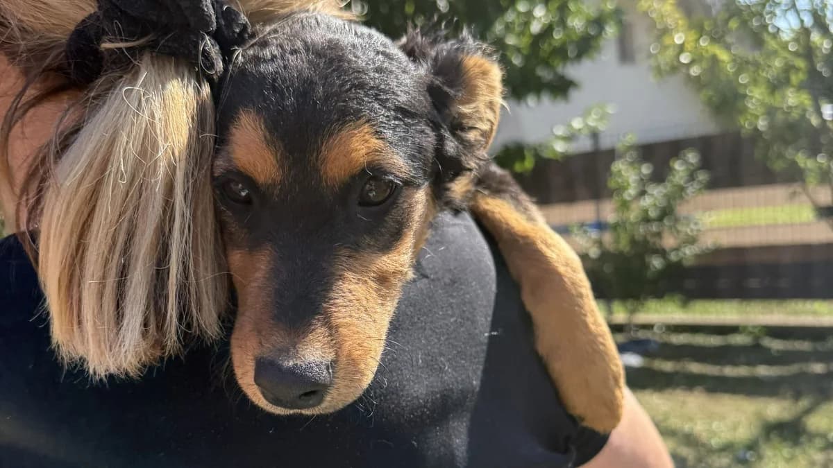 Bubbles, Mixed Breed (Nordic Strays e.V.)