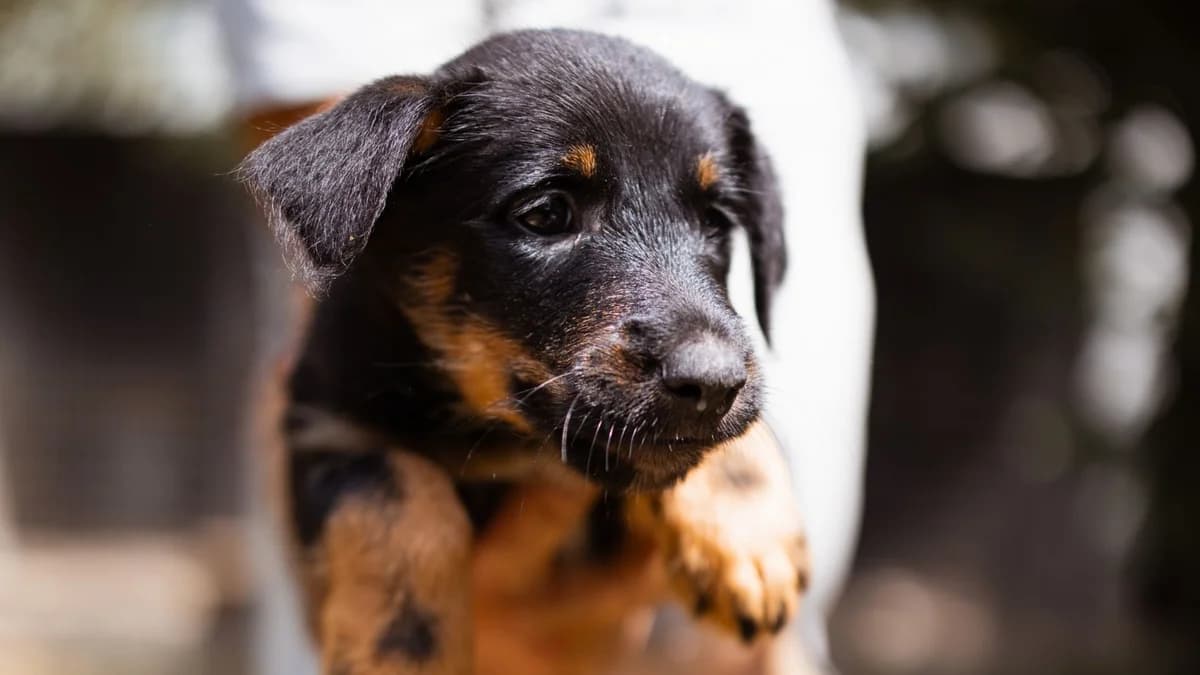 Tilda, female puppy Mixed Breed for adoption at Nordic Strays e.V.