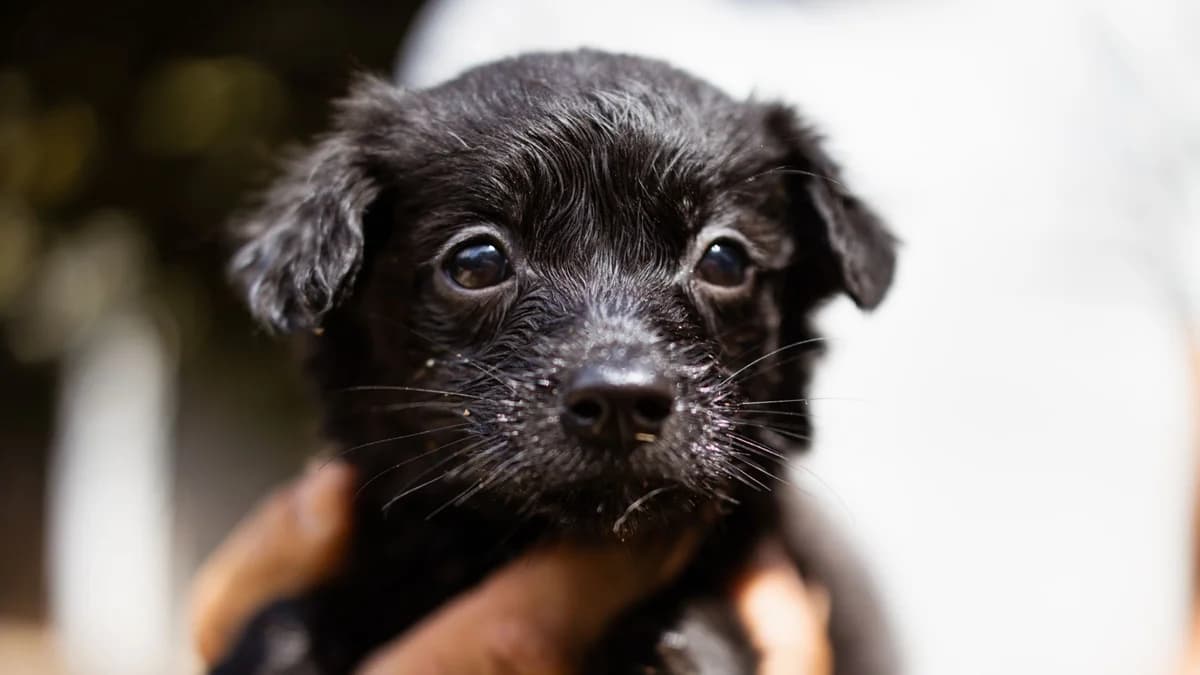 Peggy, female puppy Mixed Breed for adoption at Nordic Strays e.V.
