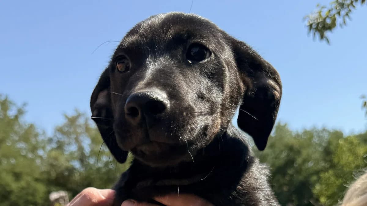 Tini, female puppy Mixed Breed for adoption at Nordic Strays e.V.