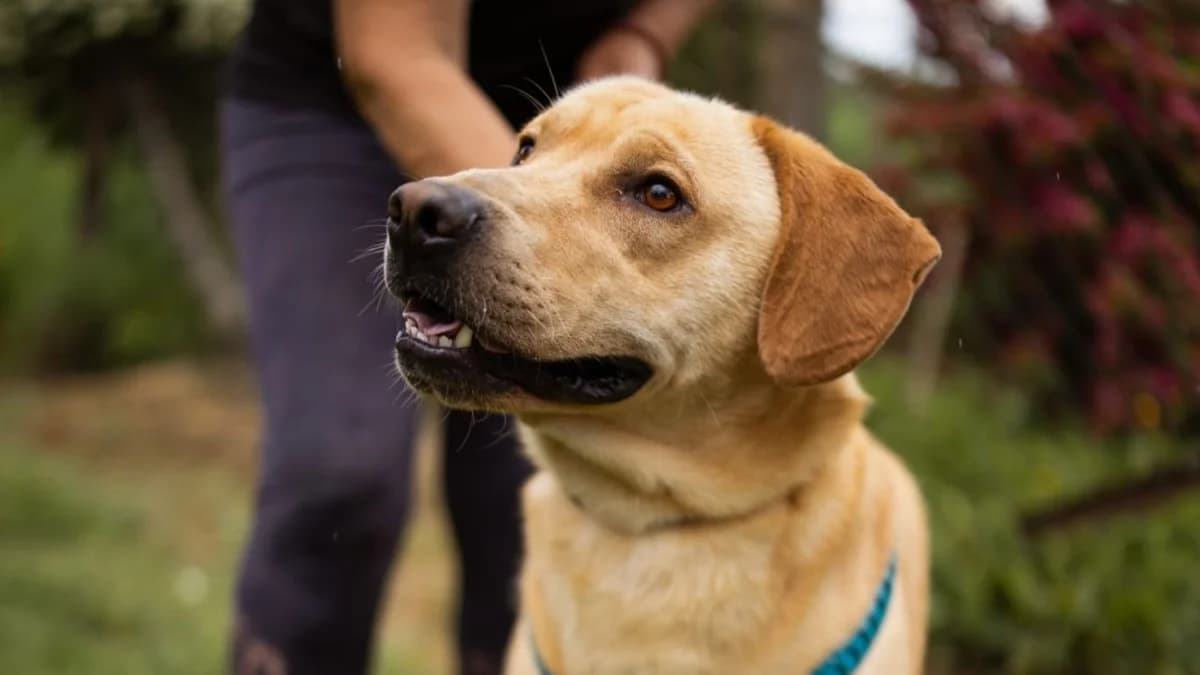 Arly, male young Labrador Retriever for adoption at Nordic Strays e.V.