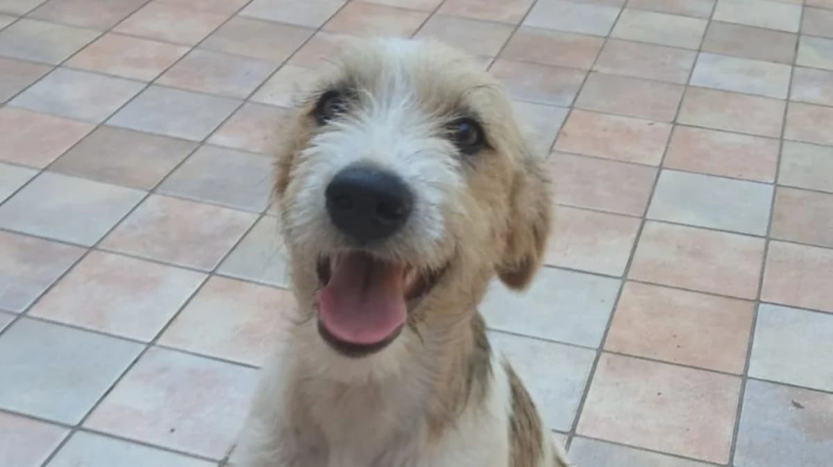 Lily, male puppy Mixed Breed for adoption at Nordic Strays e.V.