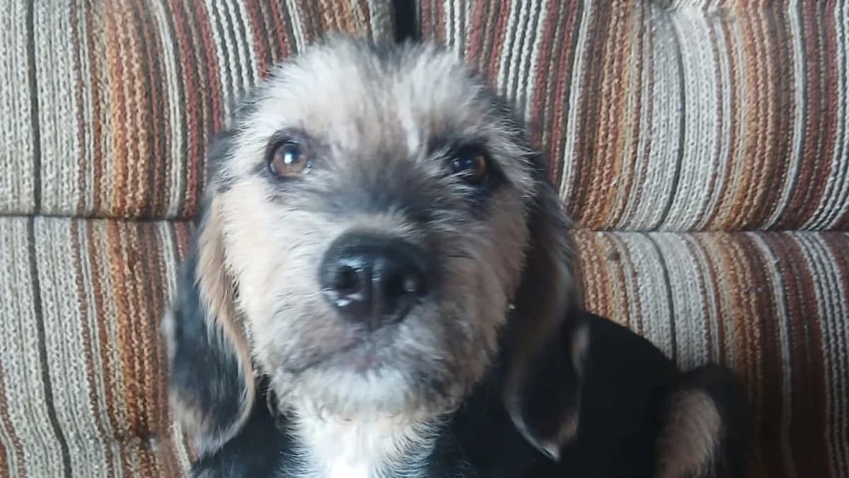 Luna, male puppy Mixed Breed for adoption at Nordic Strays e.V.