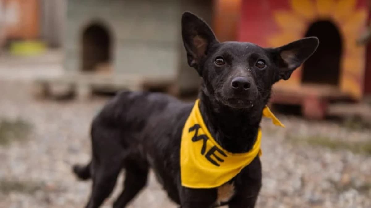 Zubo, schwarz male young Mixed Breed for adoption at Nordic Strays e.V.
