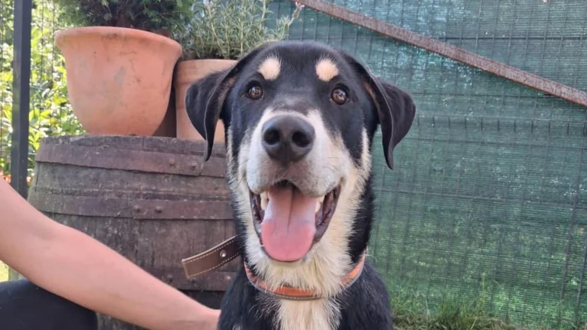 Laki, male young Mixed Breed for adoption at Nordic Strays e.V.