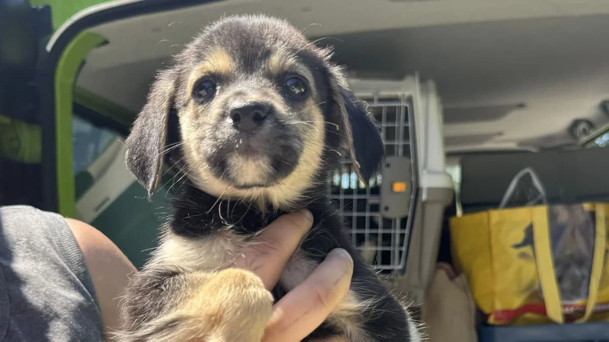 Samira, schwarz male puppy Mixed Breed for adoption at Nordic Strays e.V.