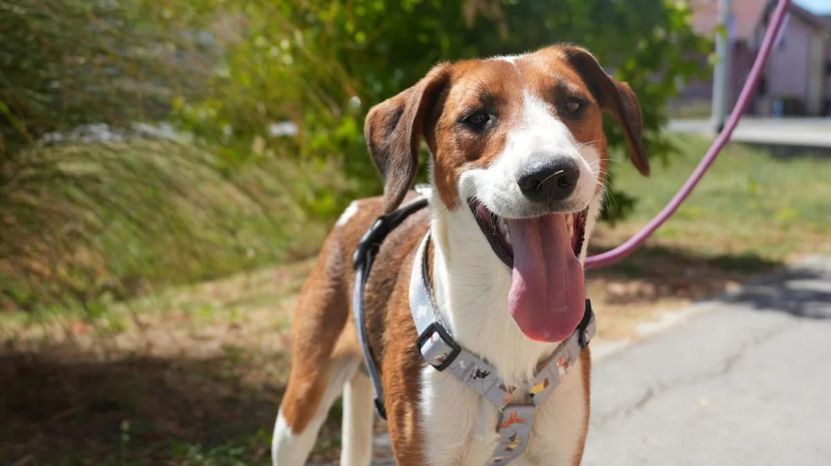 Harti, male young Mixed Breed for adoption at Nordic Strays e.V.