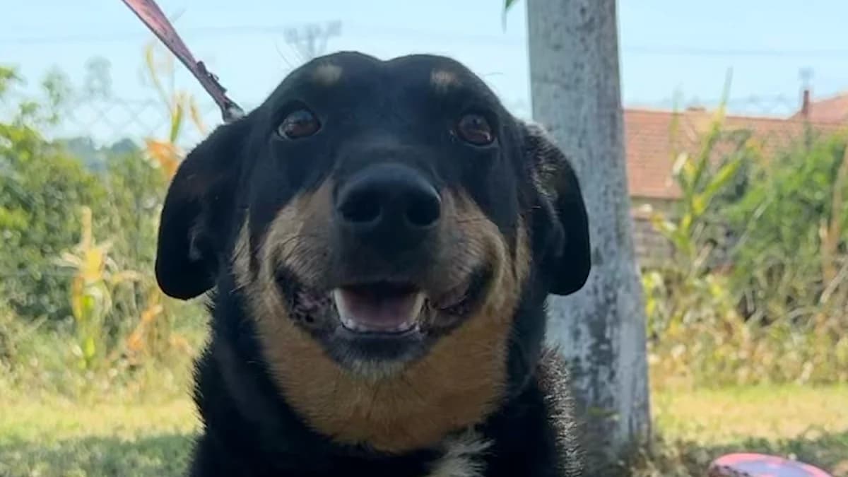Beba, male 3yo Mixed Breed for adoption at Nordic Strays e.V.