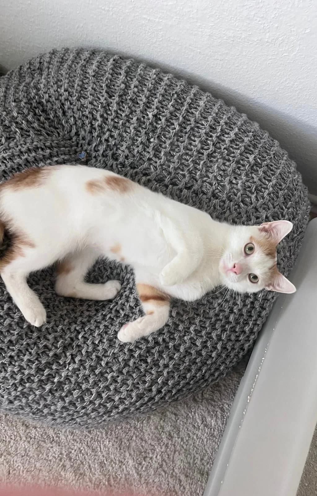 Roko (in 81541 MΓΌnchen), male young Mixed Breed for adoption at Nordic Strays e.V.