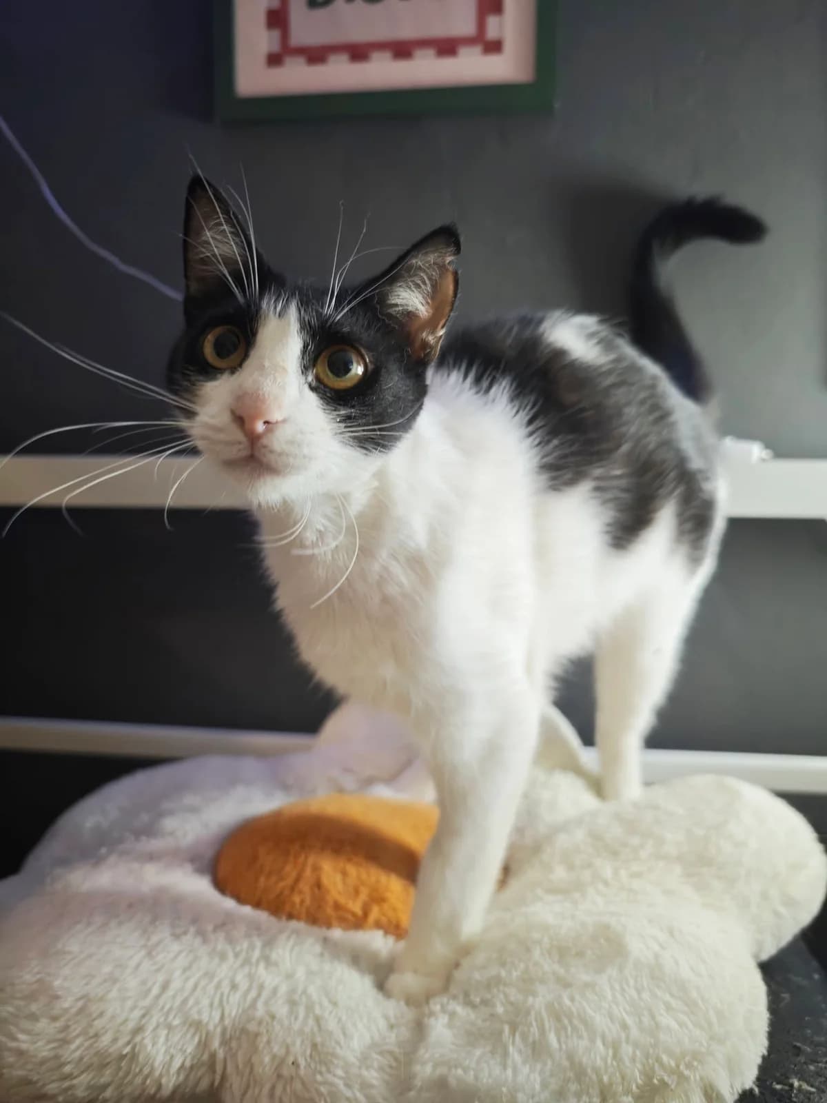 Sirena, male 3yo Mixed Breed for adoption at Nordic Strays e.V.