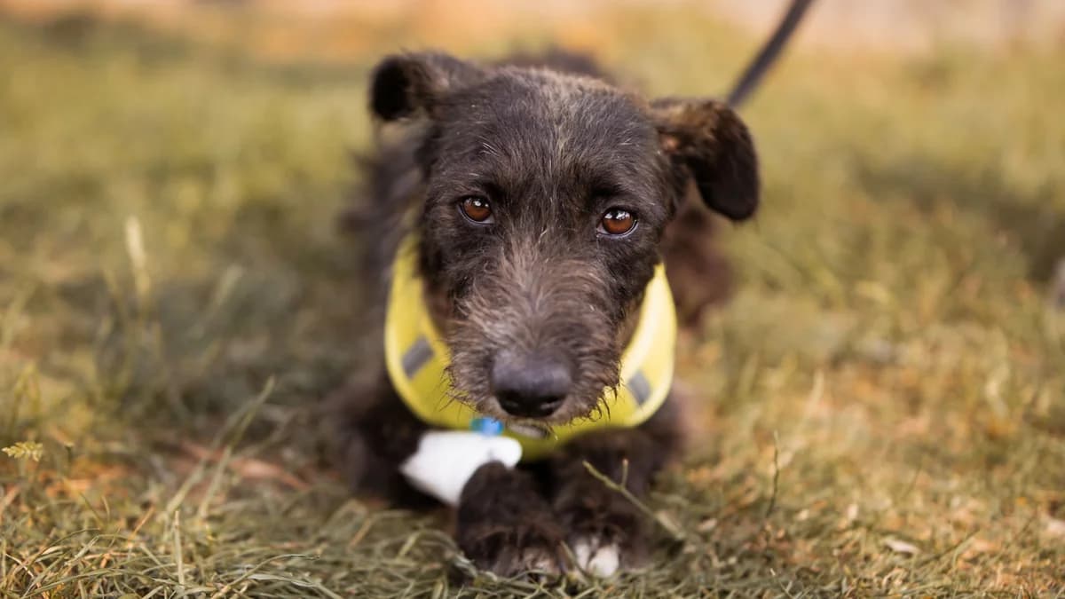 Miska, female young Mixed Breed for adoption at Nordic Strays e.V.