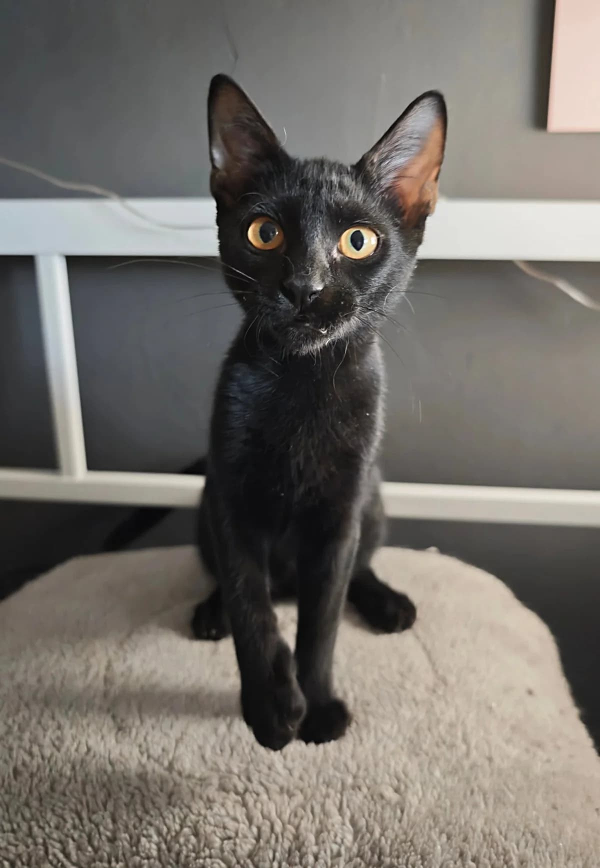 Meowito, male puppy Mixed Breed for adoption at Nordic Strays e.V.