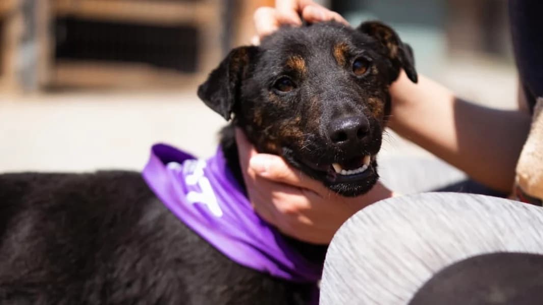Freddie, male young Mixed Breed for adoption at Nordic Strays e.V.