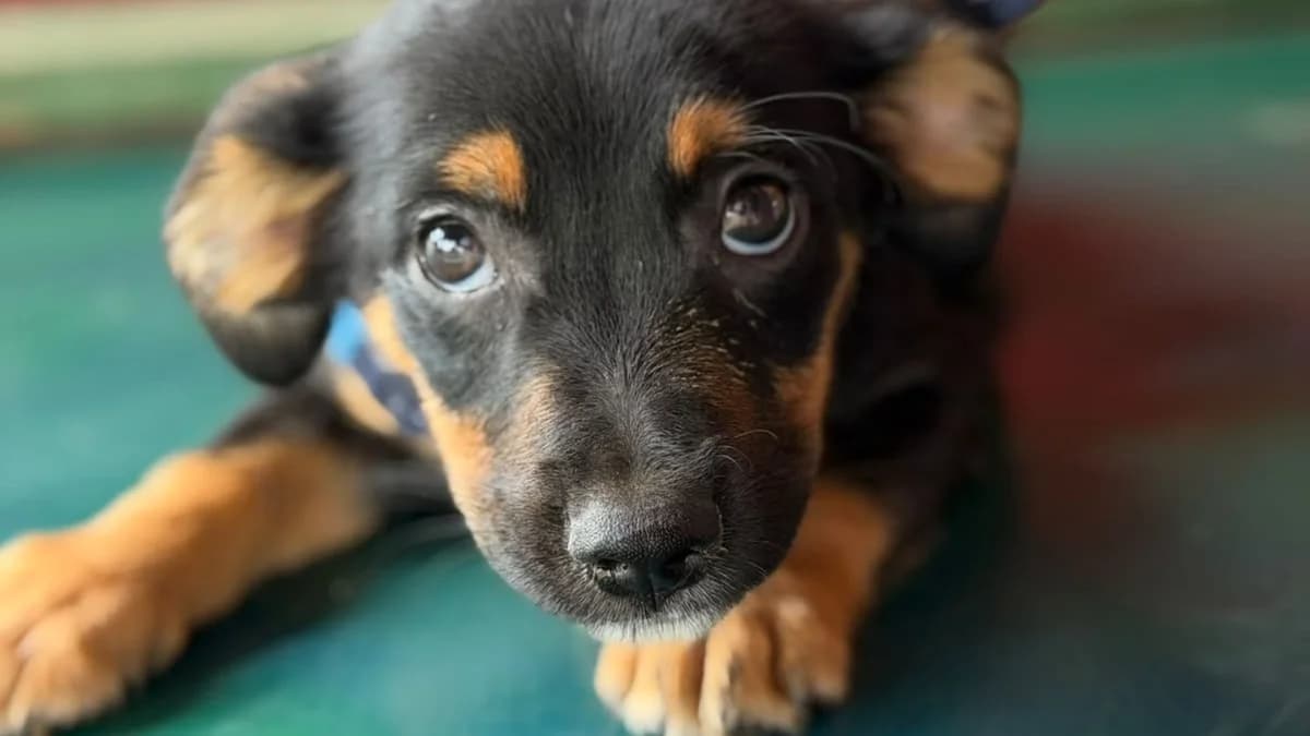 Pixie, female puppy Mixed Breed for adoption at Nordic Strays e.V.