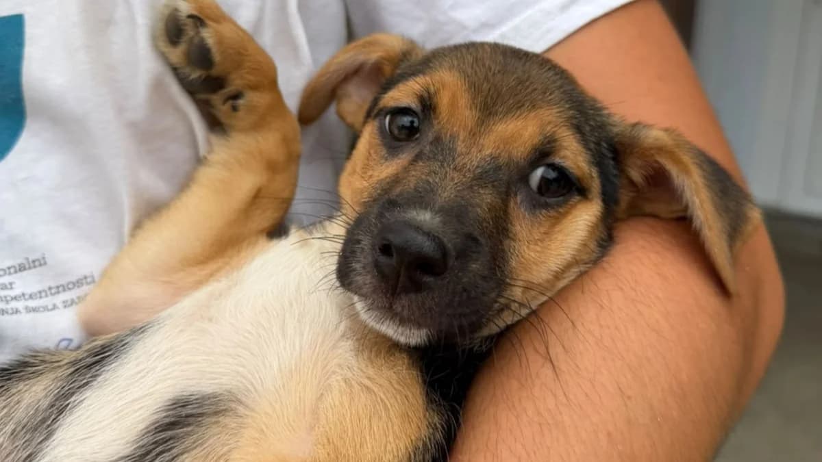 Blueberry, female puppy Mixed Breed for adoption at Nordic Strays e.V.