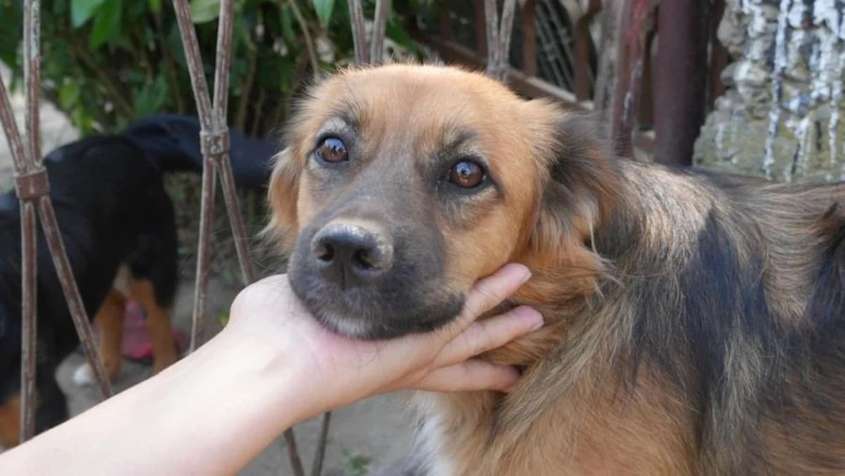Ben, male Mixed Breed for adoption at Nordic Strays e.V.