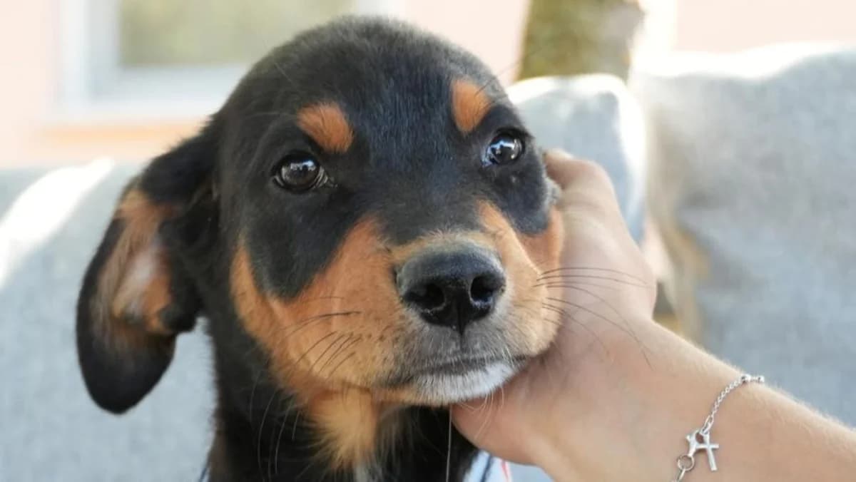 Cory, weiร female puppy Mixed Breed for adoption at Nordic Strays e.V.