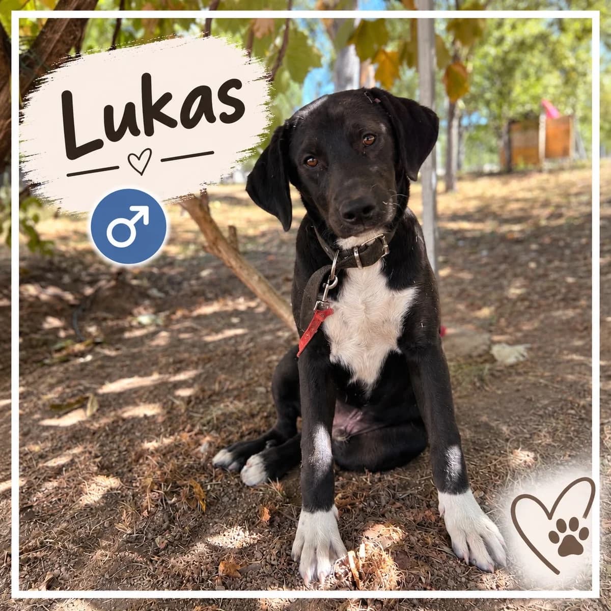 Lukas, male puppy Mixed Breed for adoption at Nordic Strays e.V.