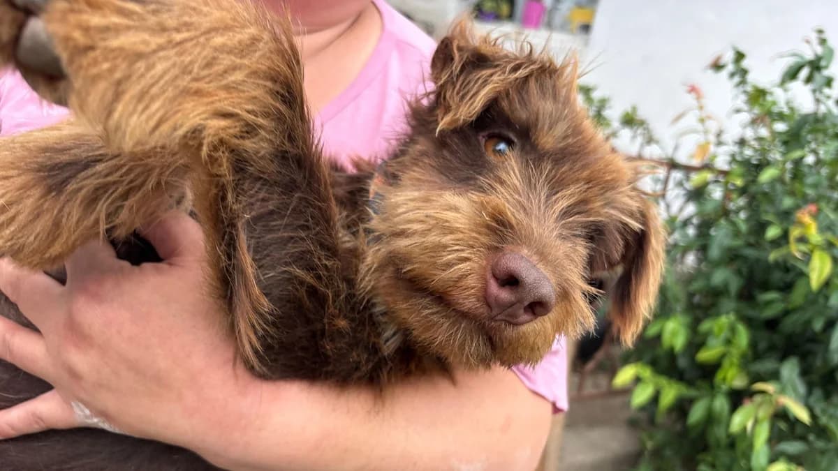 Vigo, male puppy Mixed Breed for adoption at Nordic Strays e.V.