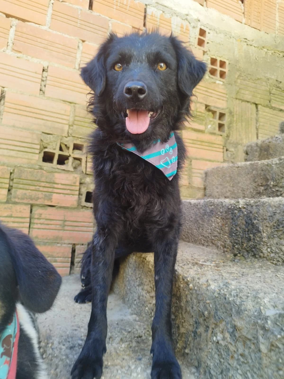 Dipsi, female mixed breed for adoption at Nordic Strays e.V.