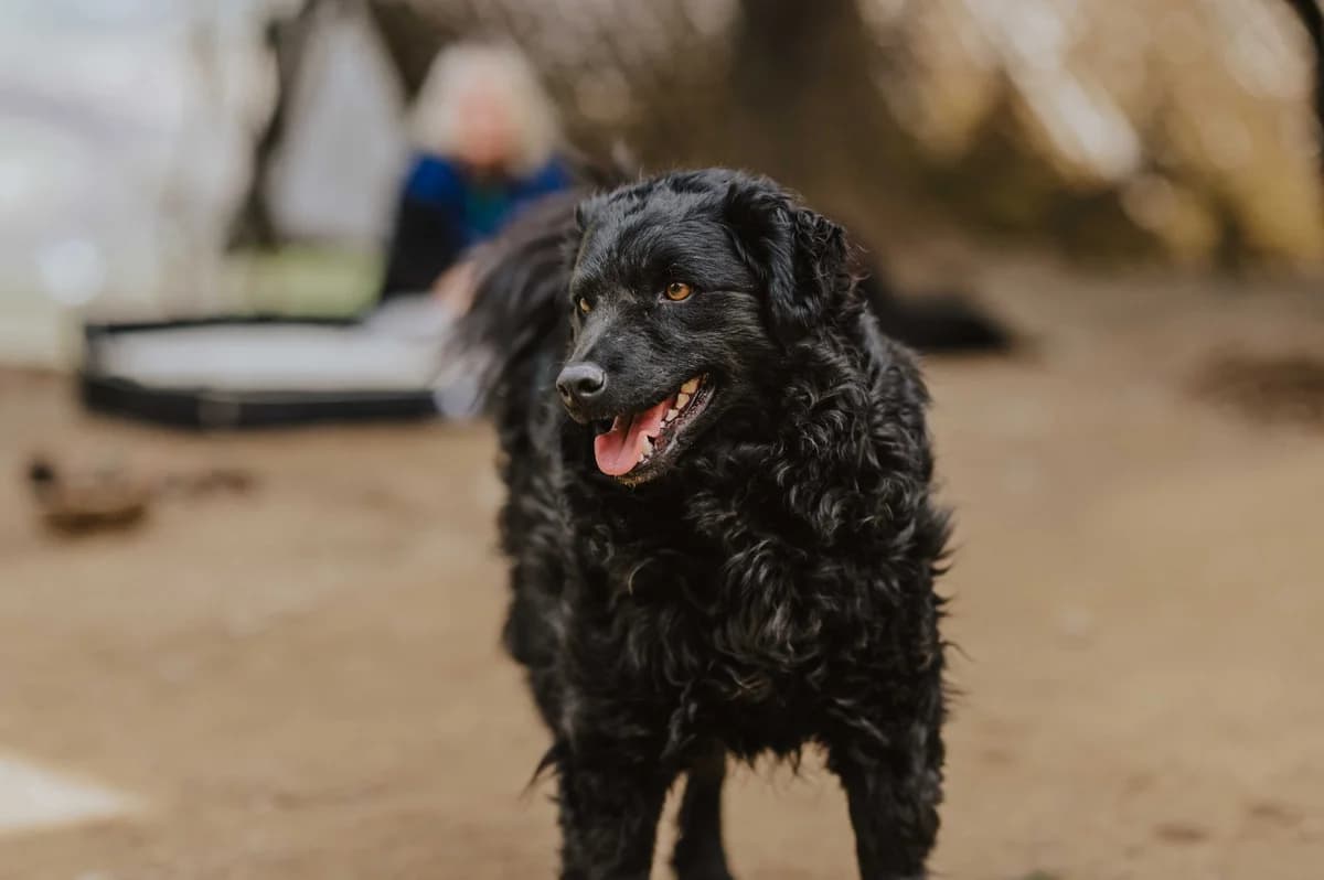 Dipsi, female mixed breed for adoption at Nordic Strays e.V. — photo 2 of 27