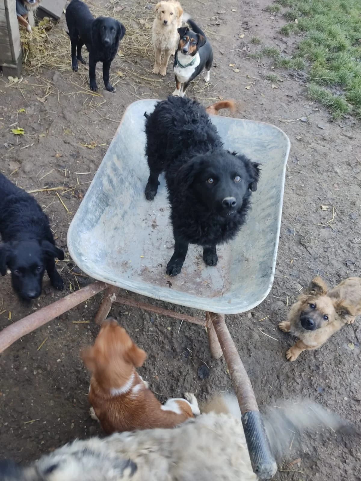 Dipsi, female mixed breed for adoption at Nordic Strays e.V. — photo 3 of 27
