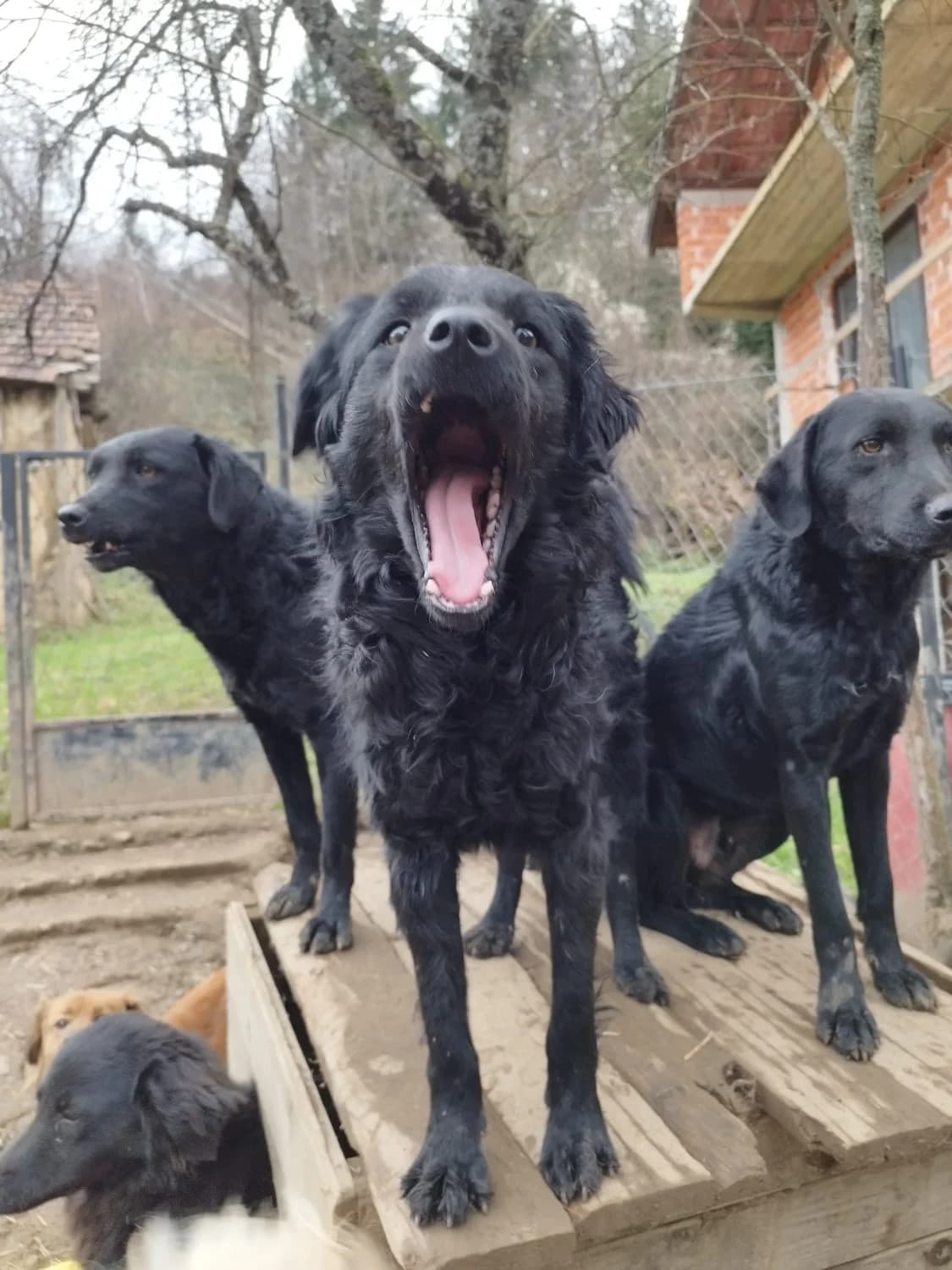 Dipsi, female mixed breed for adoption at Nordic Strays e.V. — photo 4 of 27