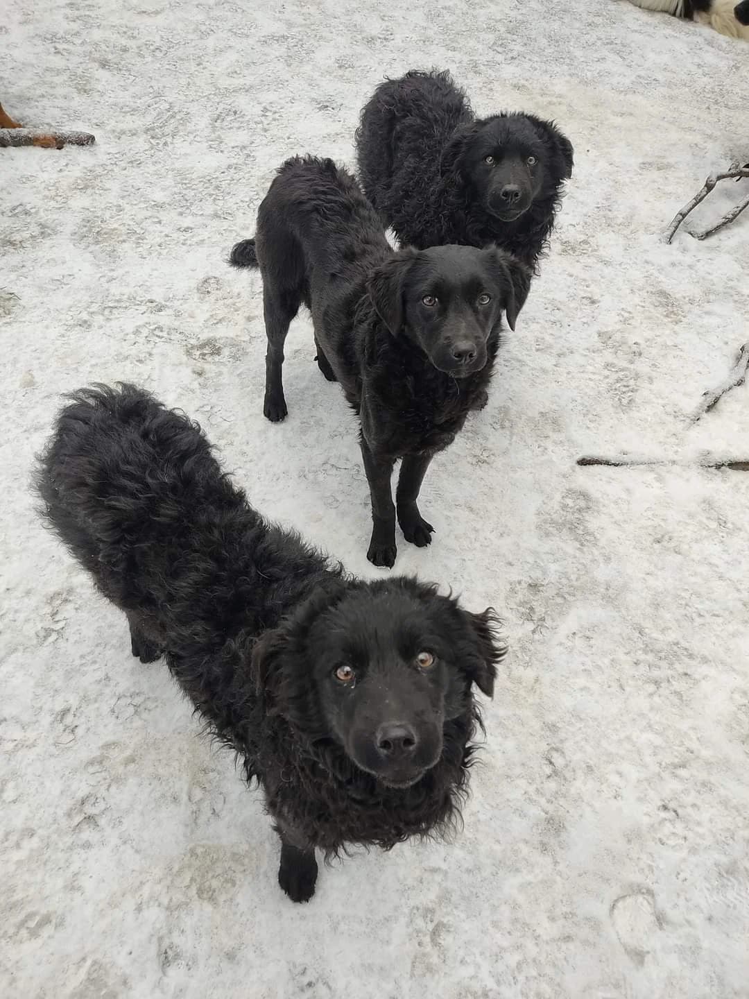 Dipsi, female mixed breed for adoption at Nordic Strays e.V. — photo 5 of 27