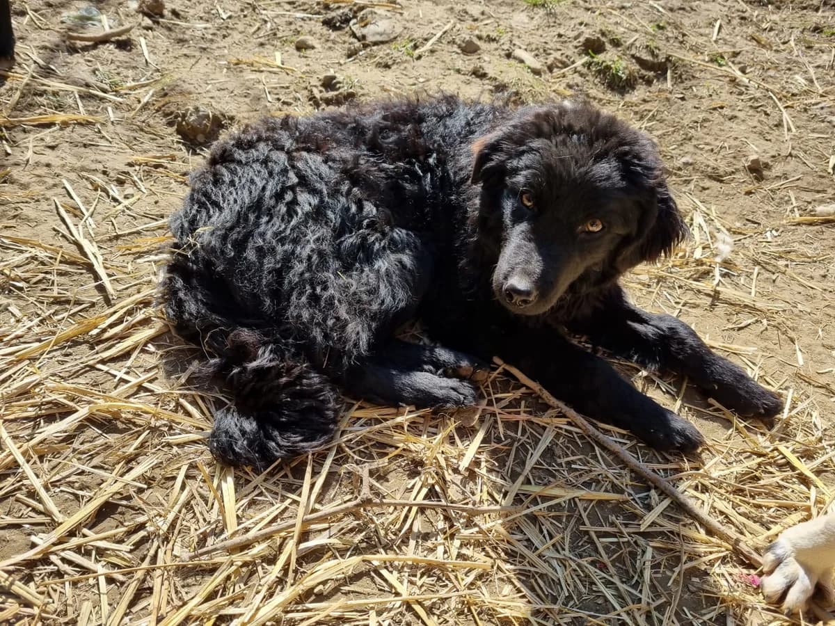 Dipsi, female mixed breed for adoption at Nordic Strays e.V. — photo 6 of 27