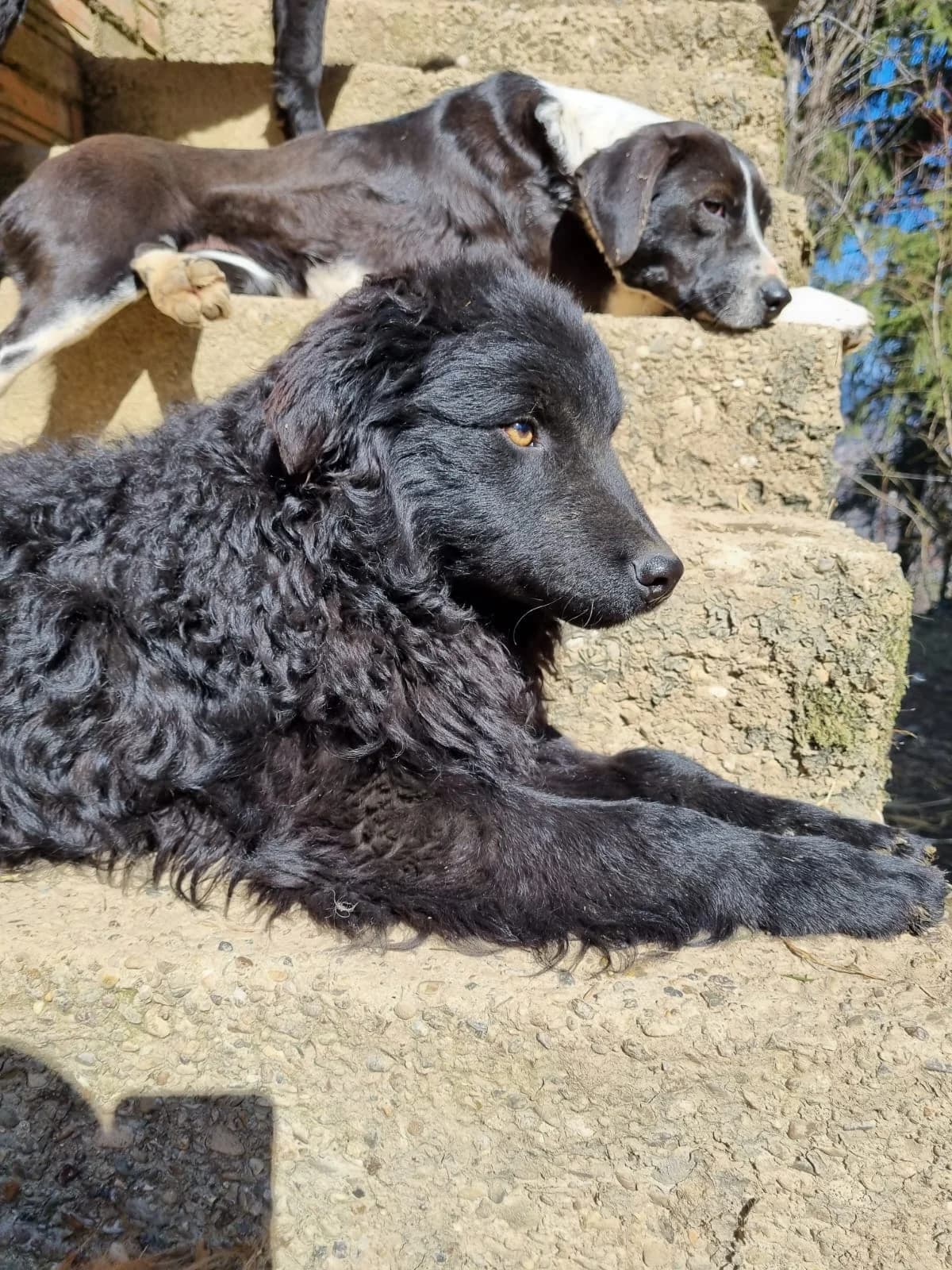Dipsi, female mixed breed for adoption at Nordic Strays e.V. — photo 7 of 27