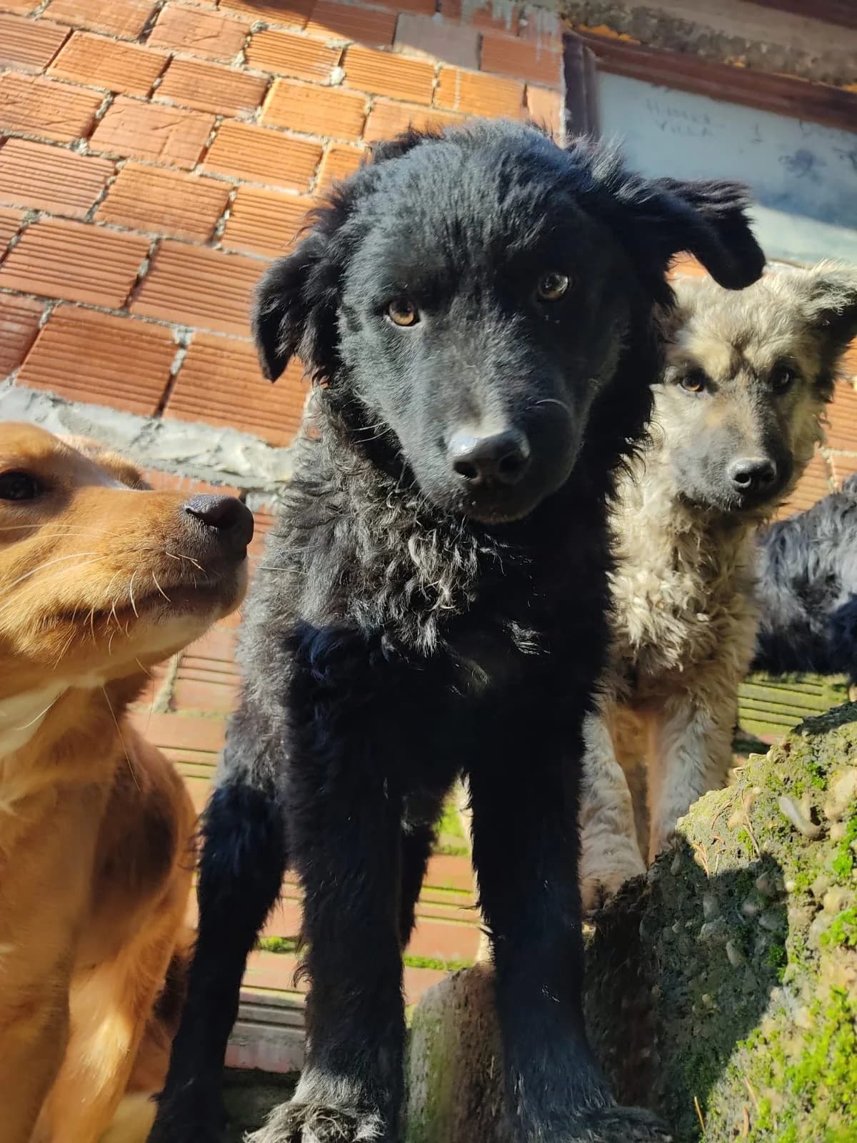 Dipsi, female mixed breed for adoption at Nordic Strays e.V. — photo 8 of 27