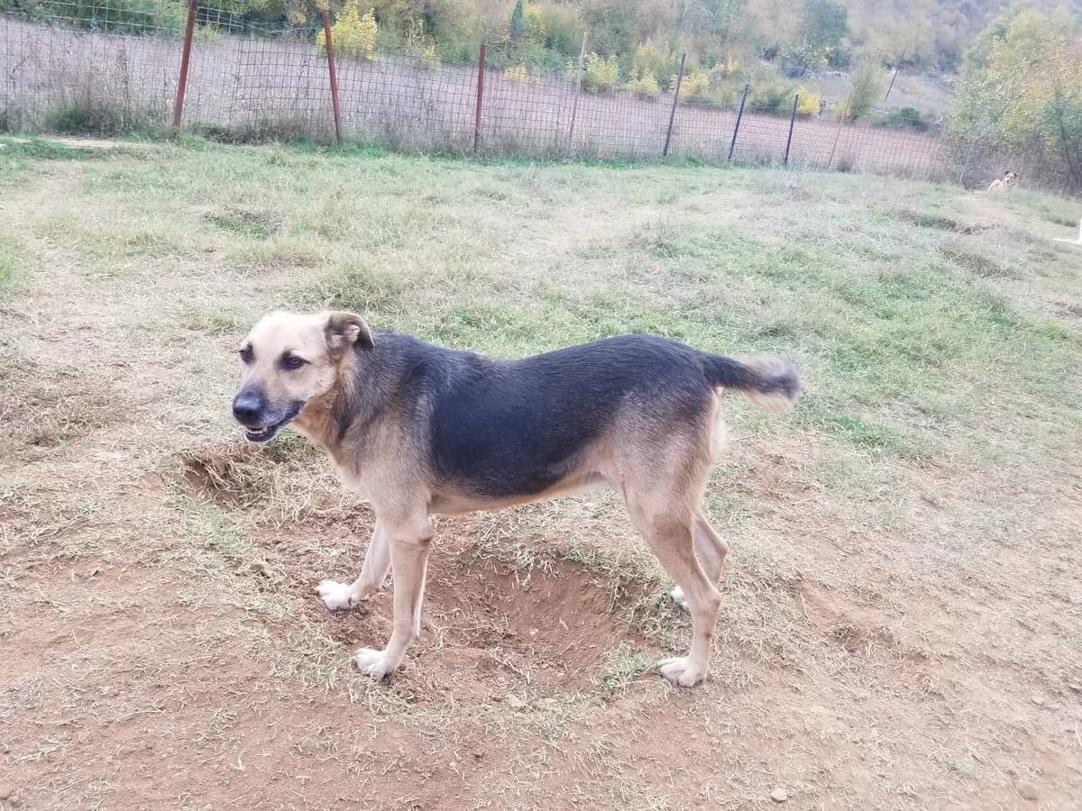 Adi, male Mixed Breed for adoption at Nordic Strays e.V. — photo 2 of 25