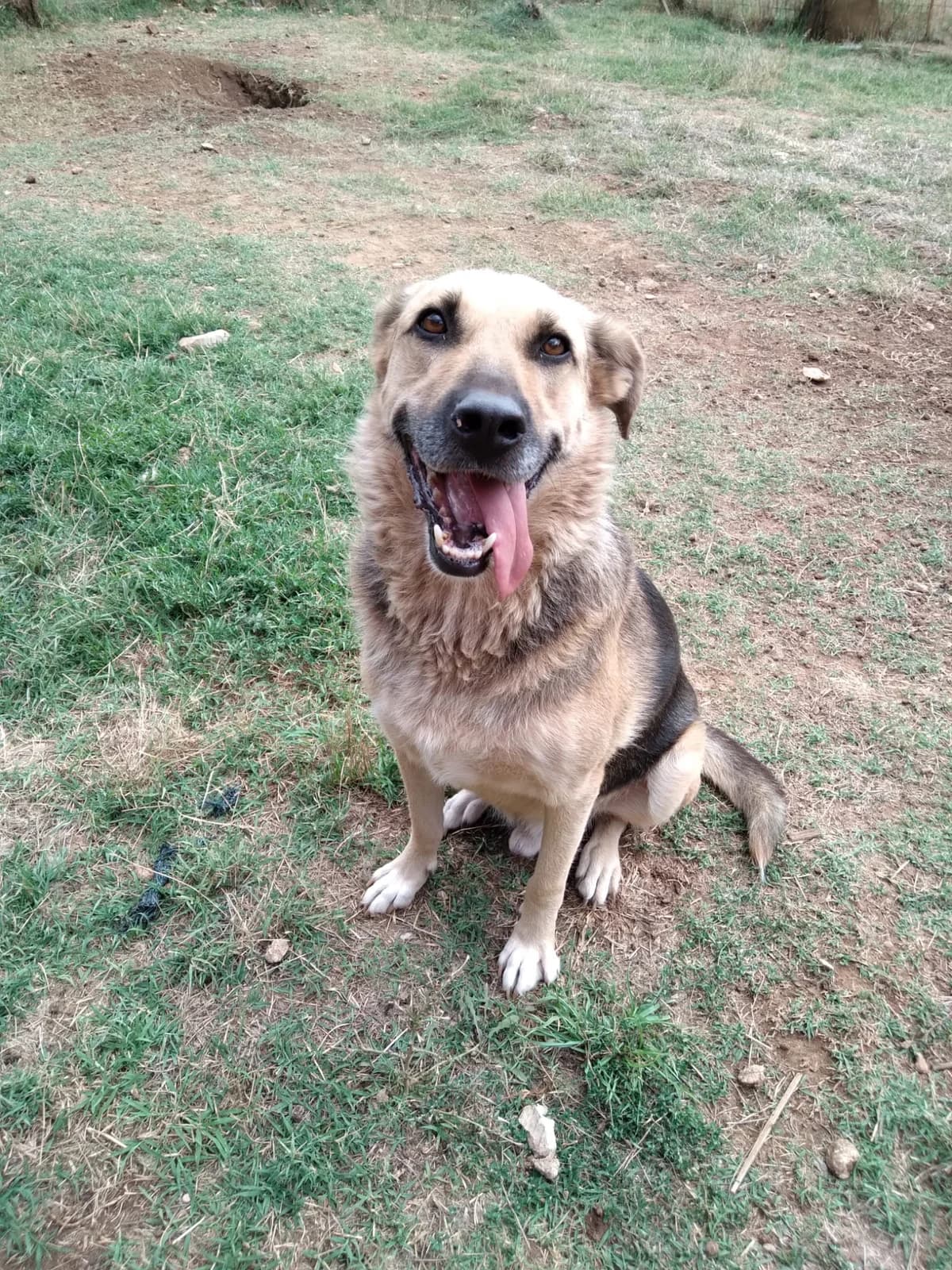 Adi, male Mixed Breed for adoption at Nordic Strays e.V. — photo 3 of 25