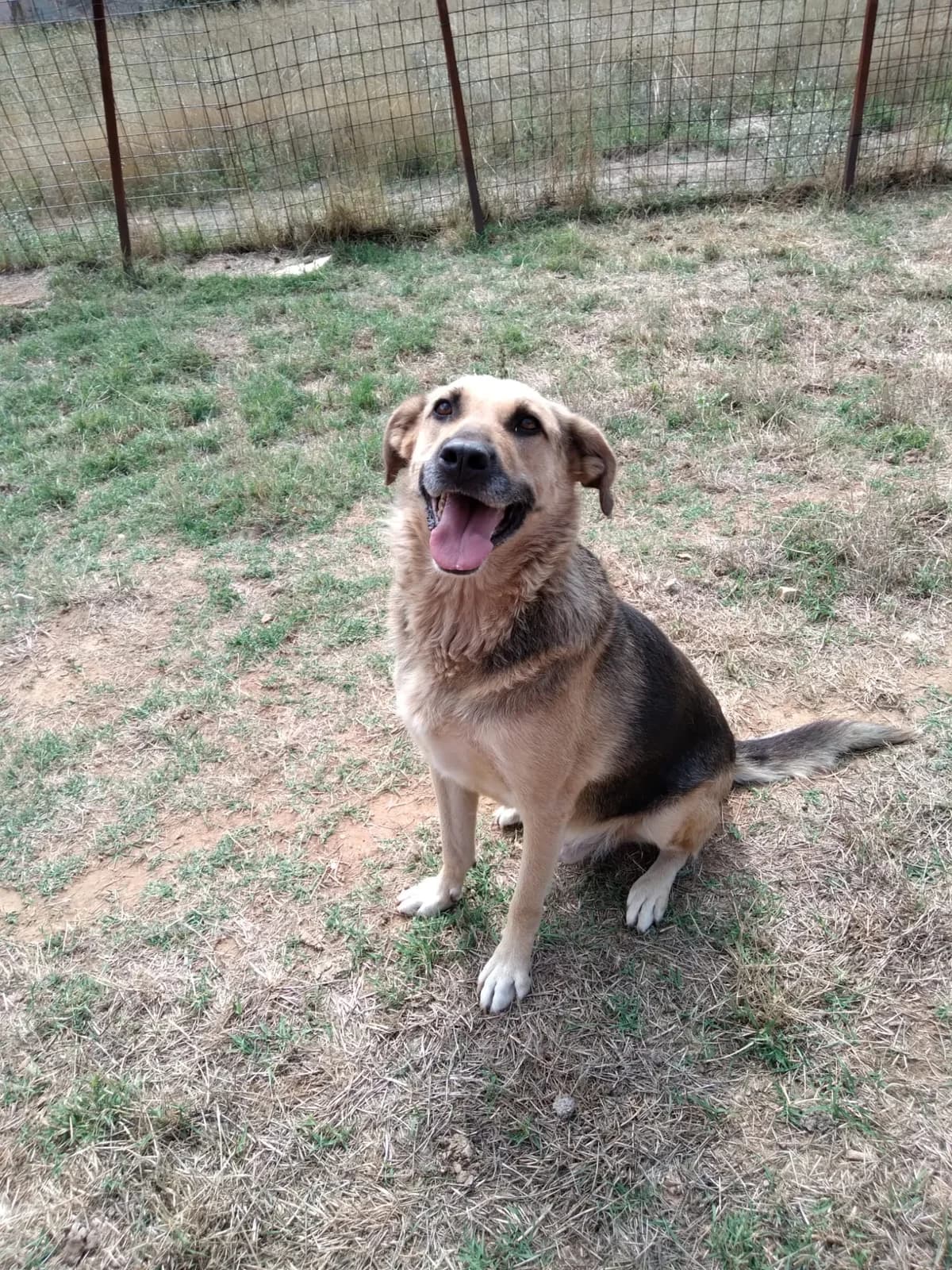 Adi, male Mixed Breed for adoption at Nordic Strays e.V. — photo 4 of 25