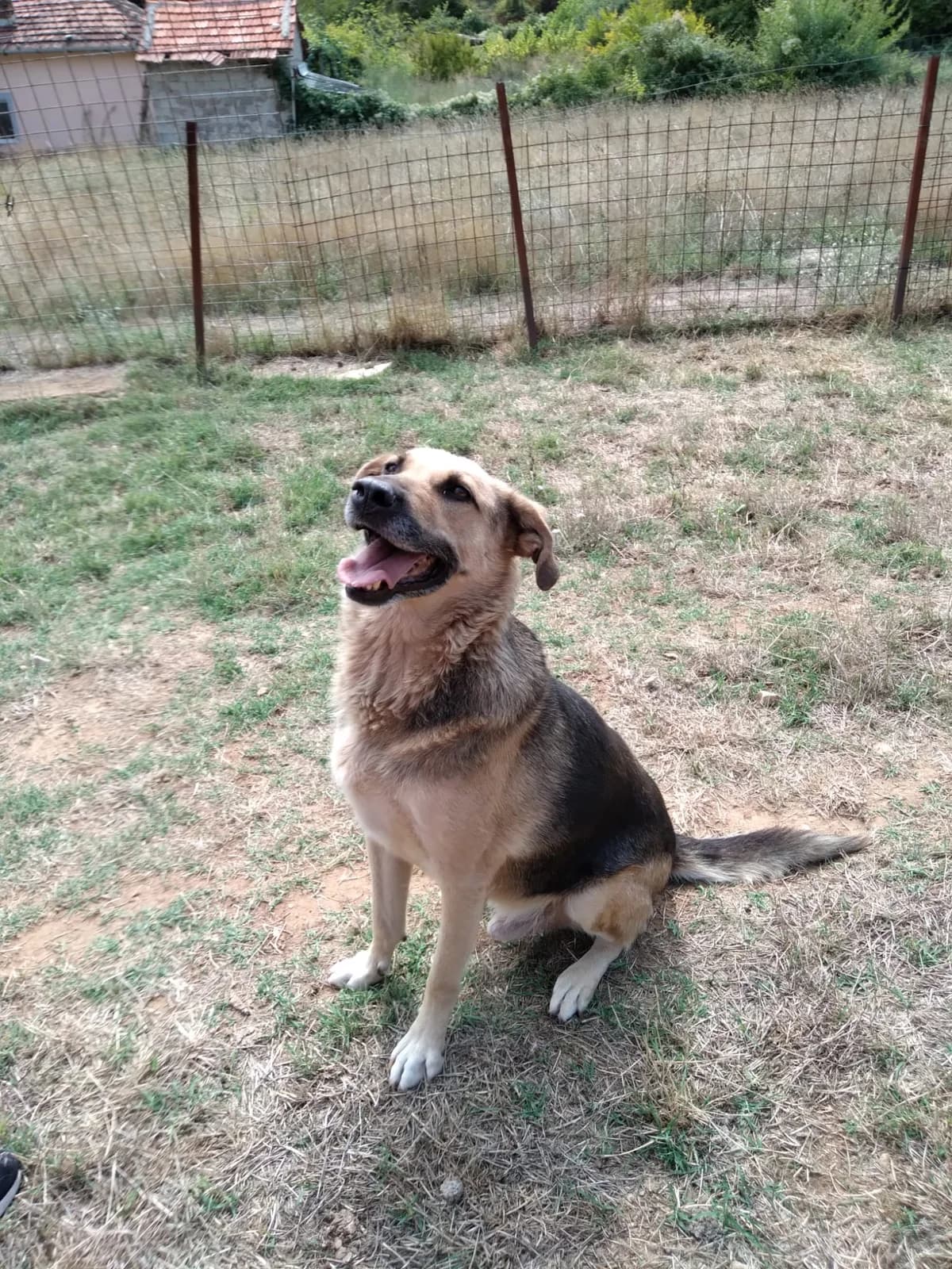 Adi, male Mixed Breed for adoption at Nordic Strays e.V. — photo 5 of 25