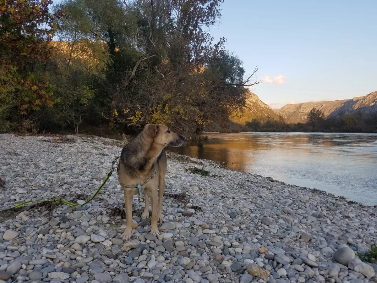 Adi, male Mixed Breed for adoption at Nordic Strays e.V. — photo 6 of 25
