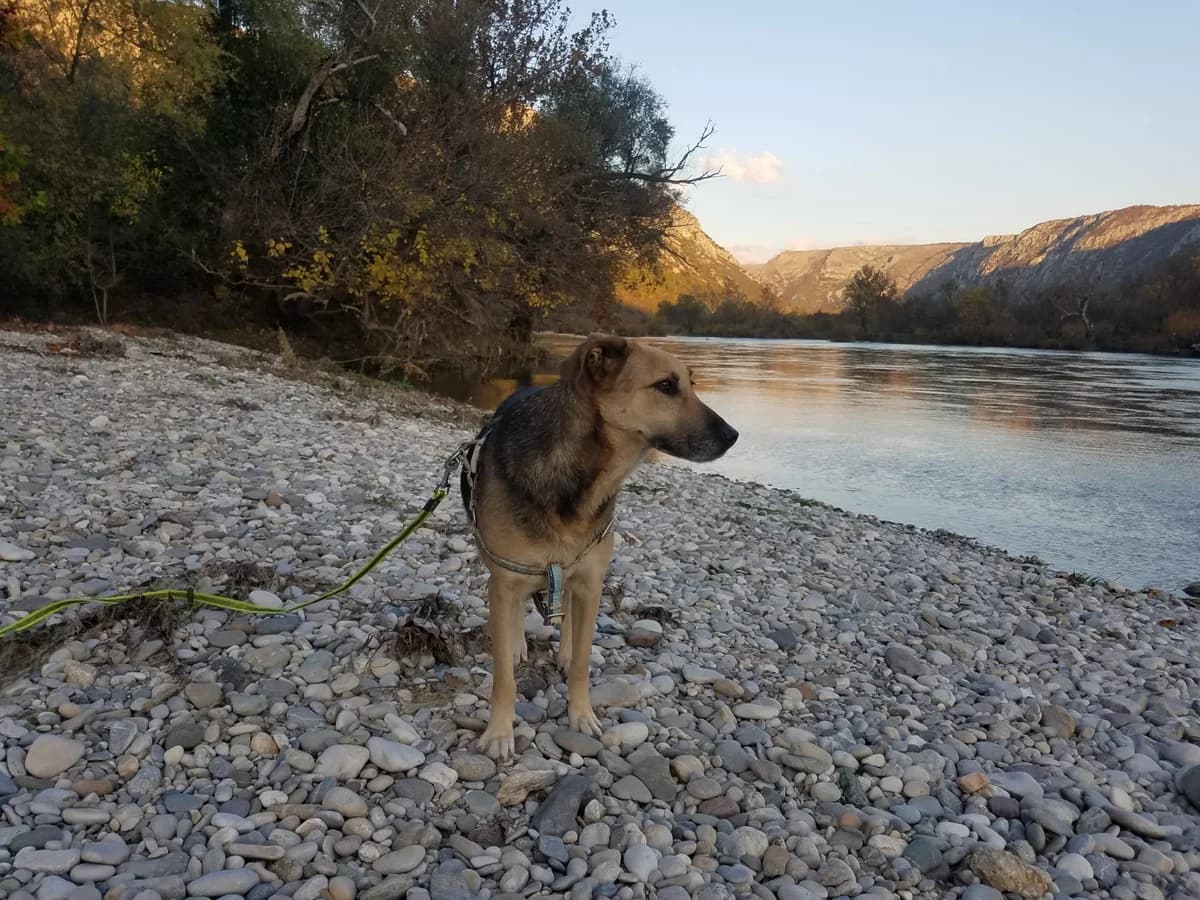 Adi, male Mixed Breed for adoption at Nordic Strays e.V. — photo 7 of 25