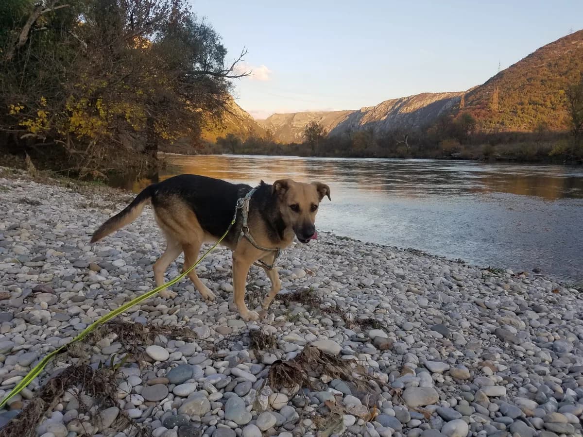 Adi, male Mixed Breed for adoption at Nordic Strays e.V. — photo 8 of 25