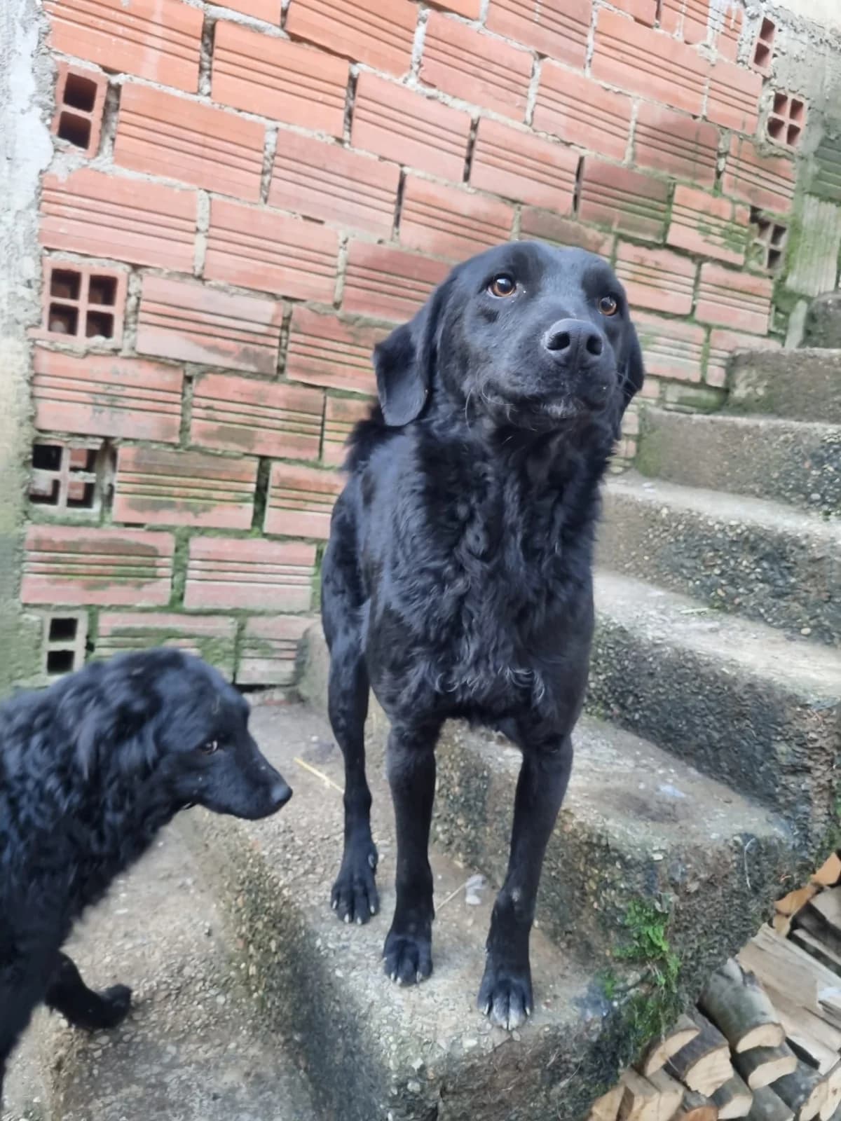 Indie, male German Shepherd for adoption at Nordic Strays e.V. — photo 2 of 13