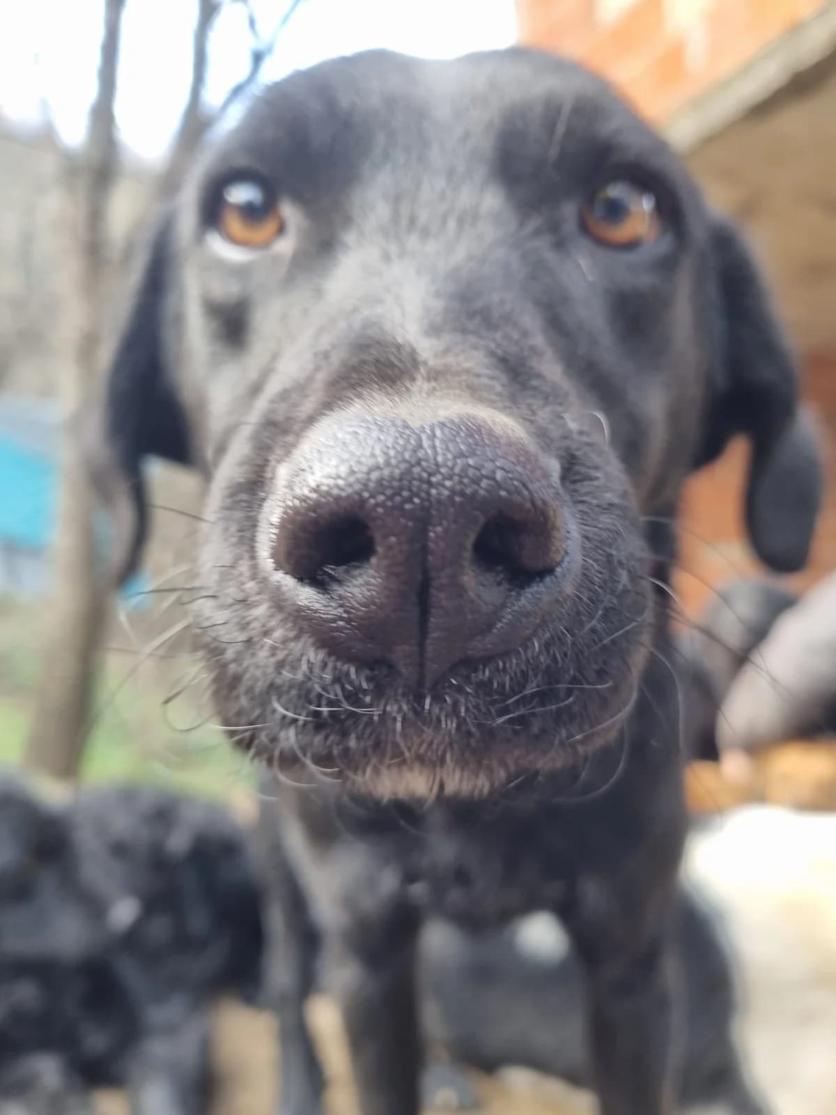 Indie, male German Shepherd for adoption at Nordic Strays e.V. — photo 3 of 13