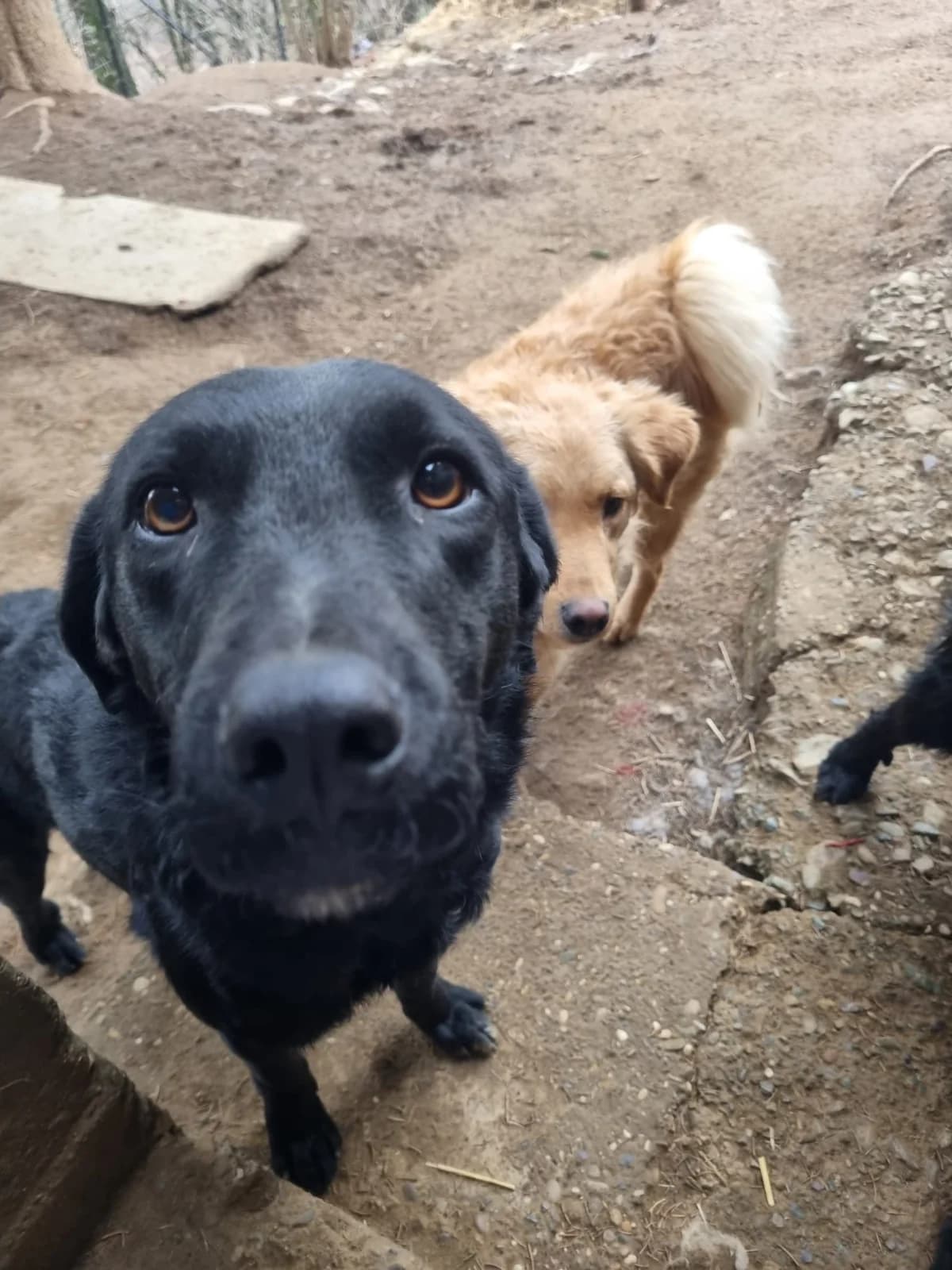Indie, male German Shepherd for adoption at Nordic Strays e.V. — photo 4 of 13